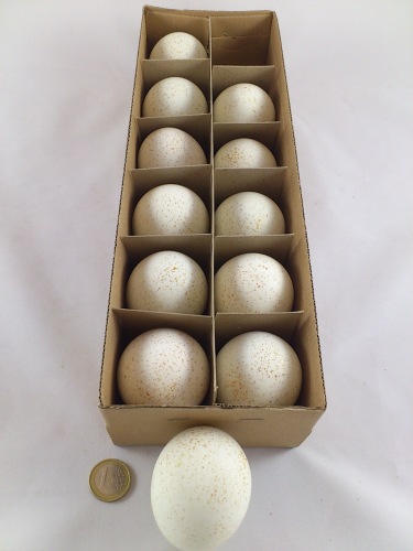 Kalkoeneieren 12 st.